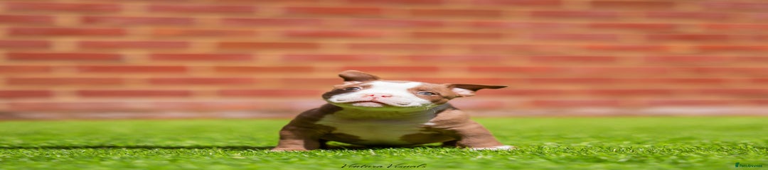 American Bully Puppy 4