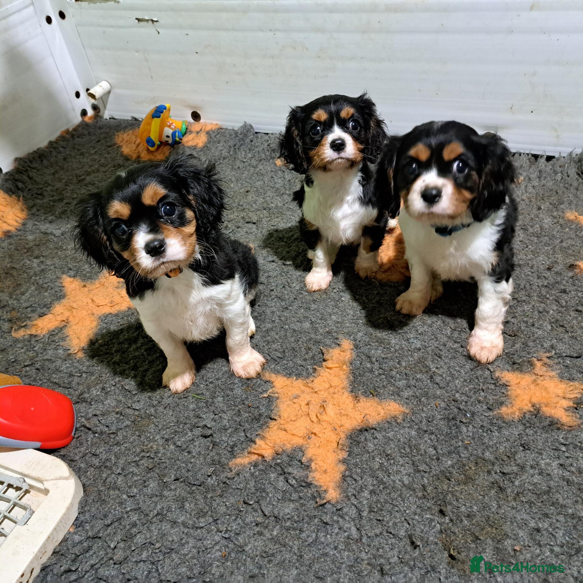 Cavalier King Charles Spaniel dogs Beautiful Tri-Colour Cavalier King Charles Puppies - Advert 1