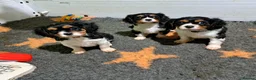 Cavalier King Charles Spaniel dogs for sale: Beautiful Tri-Colour Cavalier King Charles Puppies - Advert 1