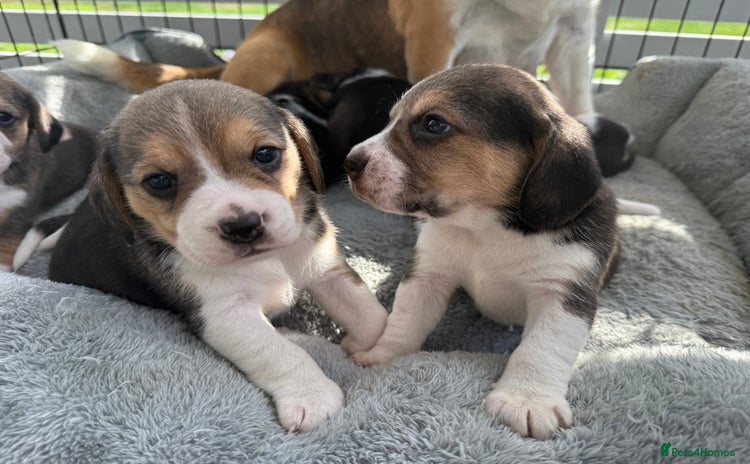 Beagle dogs - Advert 1