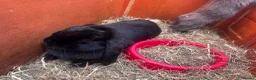 Mini Lion Lop rabbits for sale: Adult Mini Lion Lop Rabbit - Advert 3