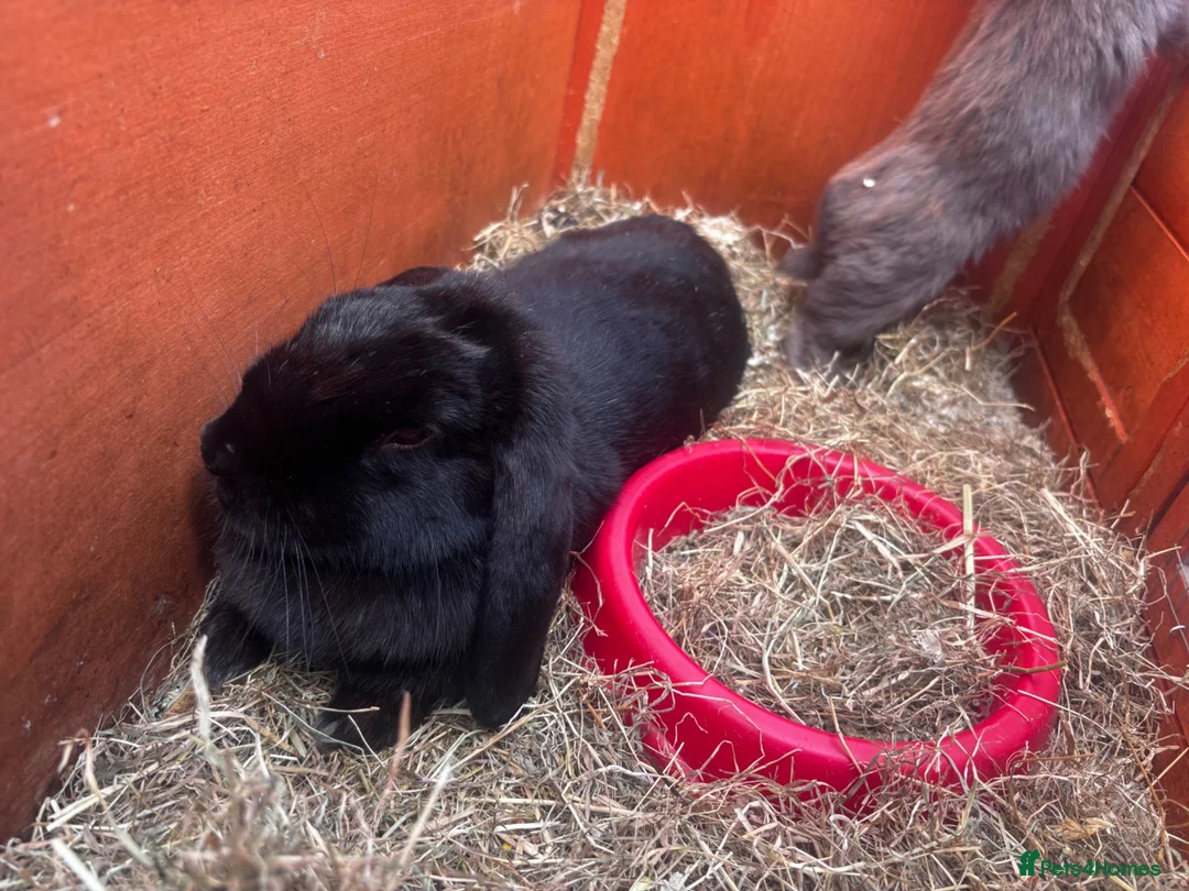 Mini Lion Lop rabbits for sale: Adult Mini Lion Lop Rabbit - Advert 3
