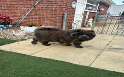 Chow Chow dogs for sale: Amazing chow chow puppies for sale  - Image 4