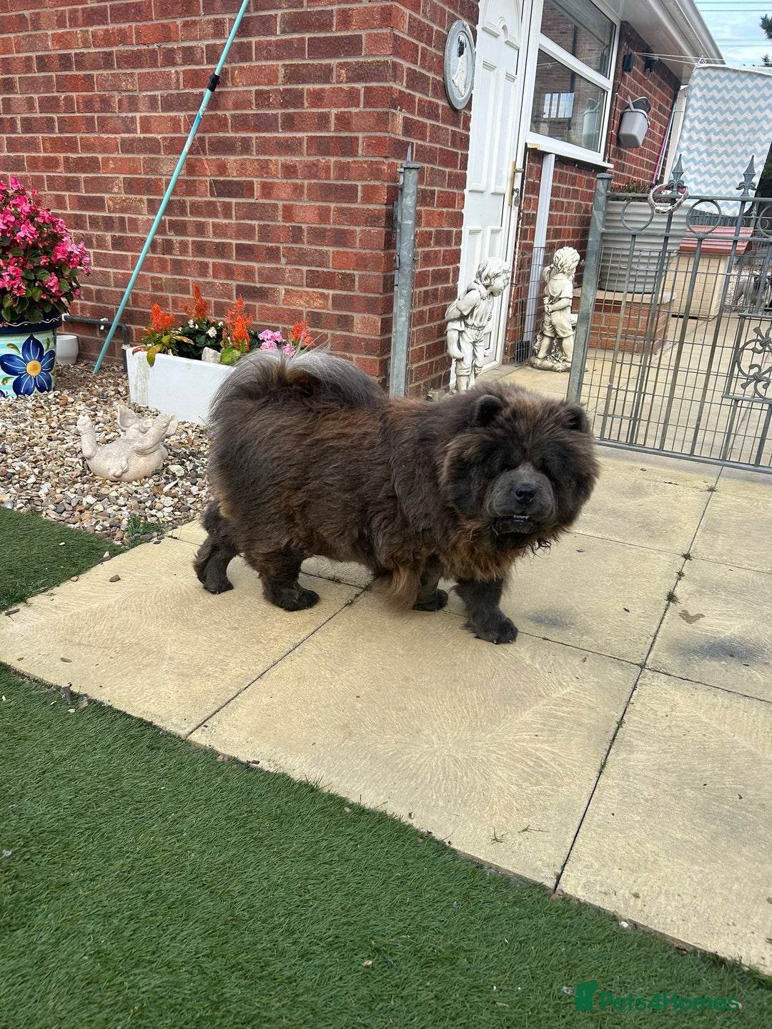 Chow Chow dogs for sale: Amazing chow chow puppies for sale  - Image 4