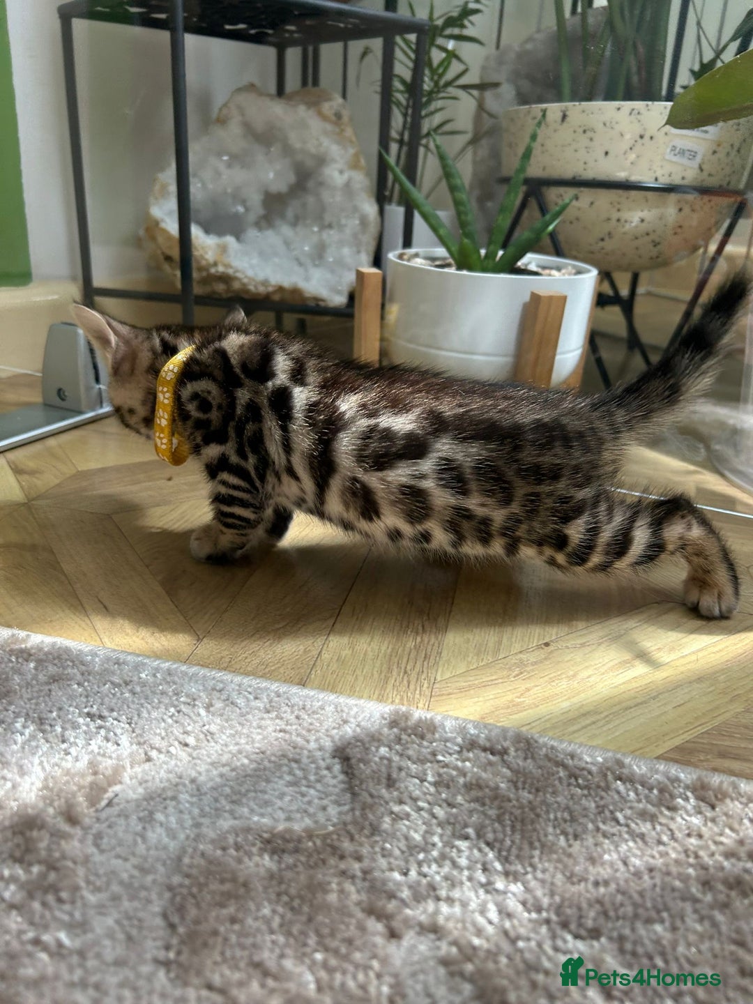 Bengal cats for sale: ❤️ Gorgeous Pure Bengal Kittens Available ❤️ - Image 15