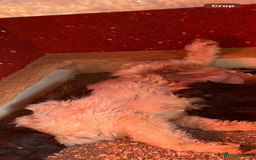 Cockapoo dogs for sale: Cockapoo Pups - Image 9