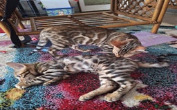 Bengal cats for sale: Beautiful Pedigree Bengal Kittens for sale  - Image 5