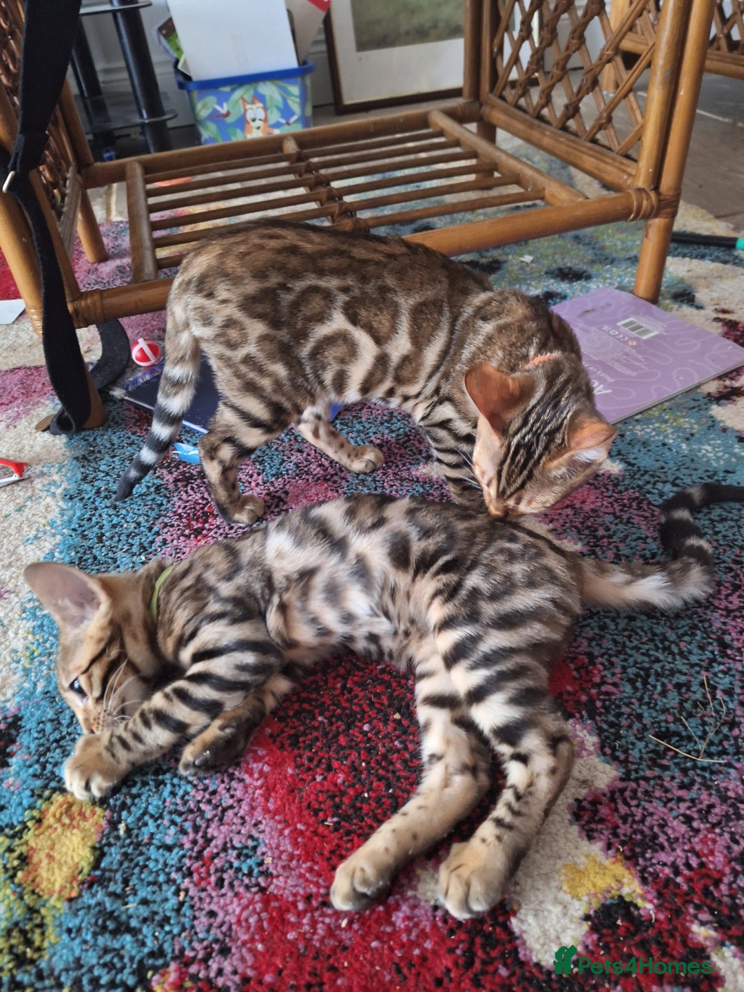 Bengal cats for sale: Beautiful Pedigree Bengal Kittens for sale  - Image 5