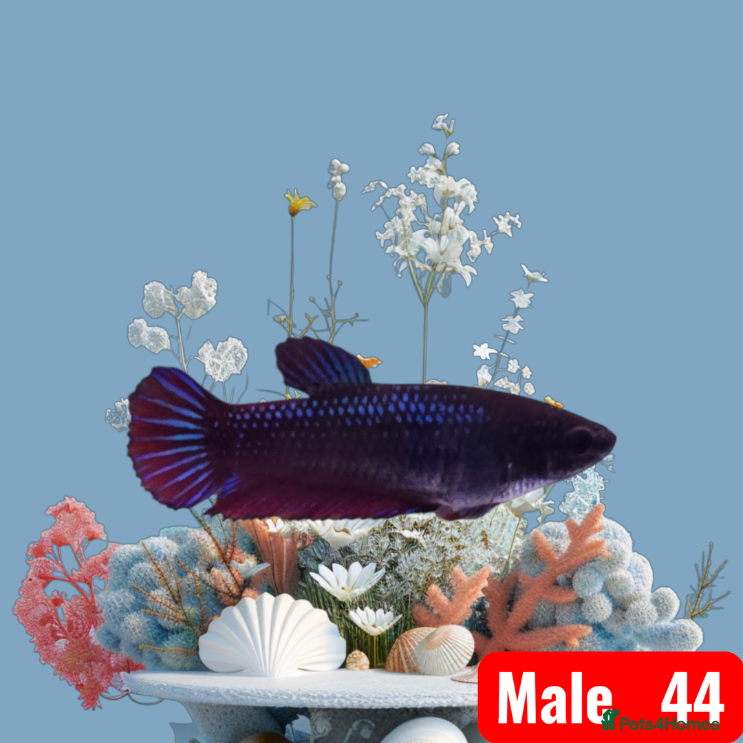 Bettas fish for sale: Betta fish - Advert 9