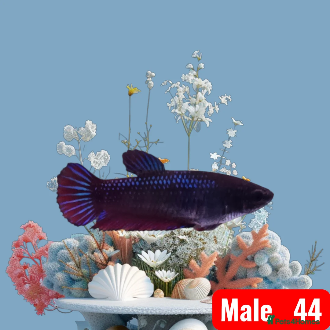 Bettas fish for sale: Betta fish - Advert 9