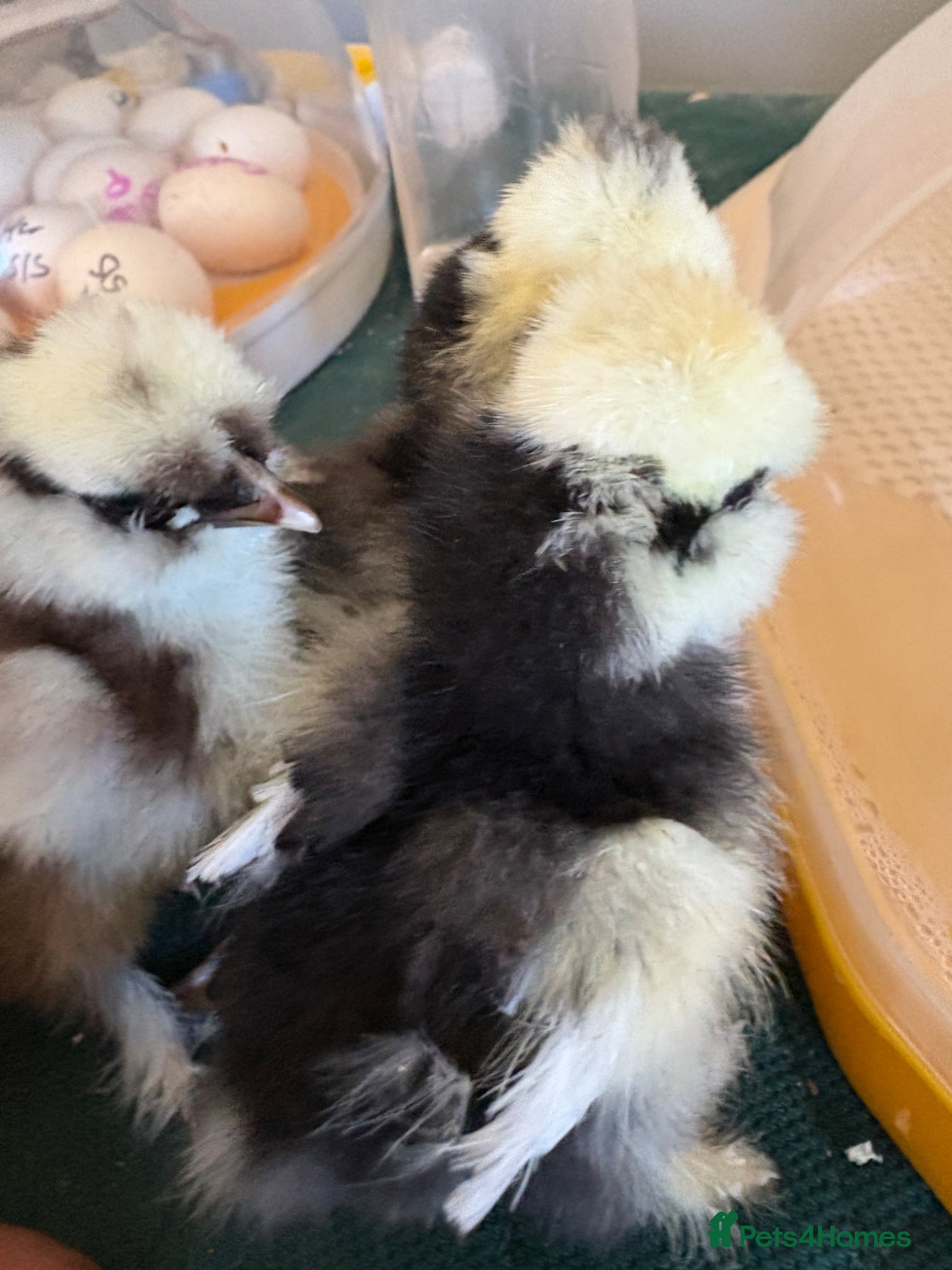 Chickens poultry Bantam pekin day old chicks - week old chickens  - Advert 1