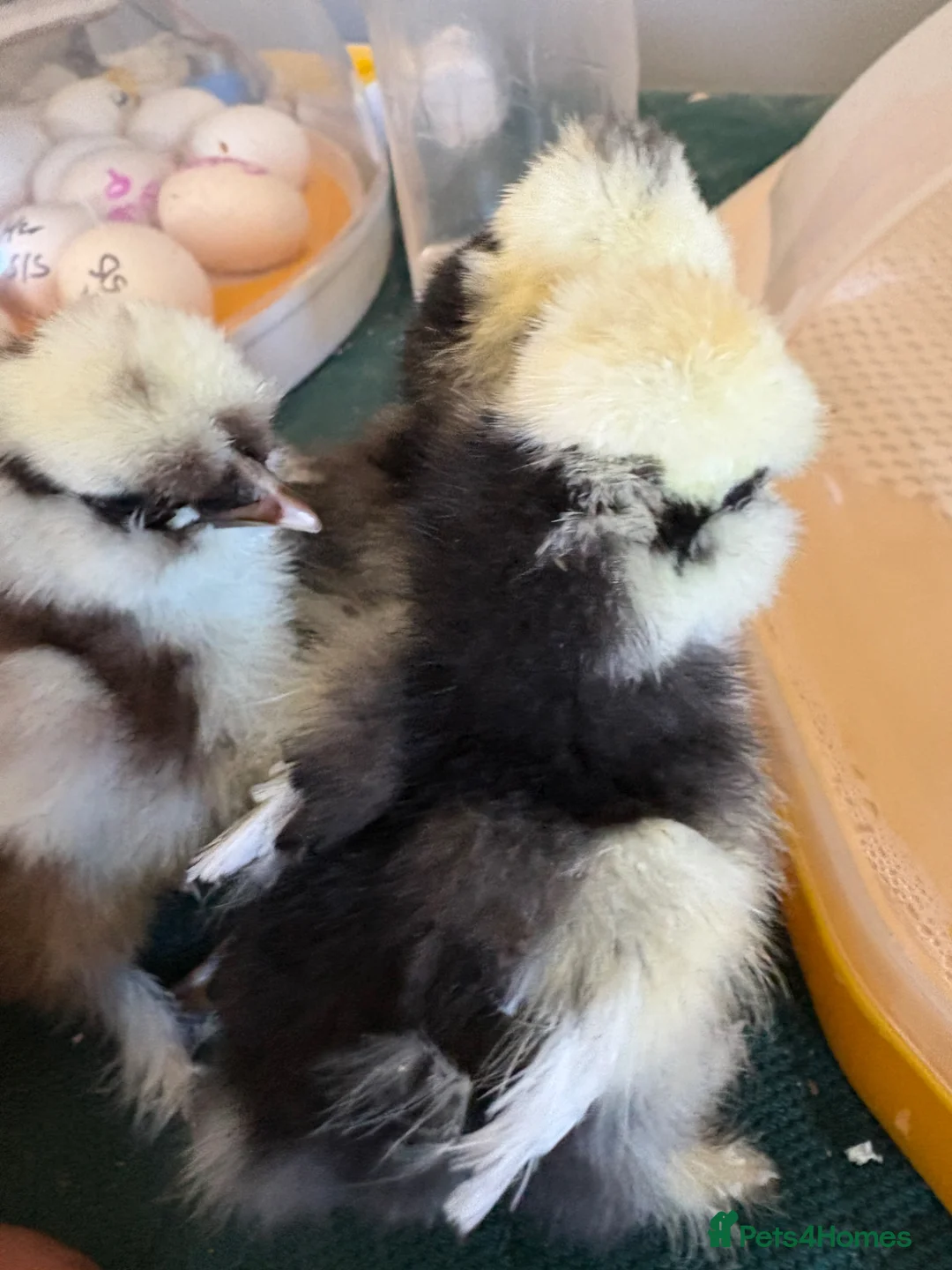 Chickens poultry for sale: Bantam pekin day old chicks - week old chickens  - Advert 1