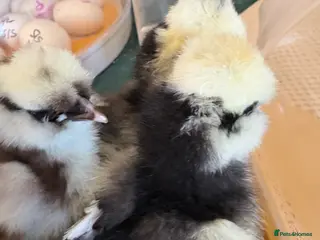 Chickens poultry for sale: Bantam pekin day old chicks - week old chickens - Advert 3