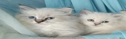 Siberian cats for sale: Pure Siberian Kittens For Sale  - Advert 3
