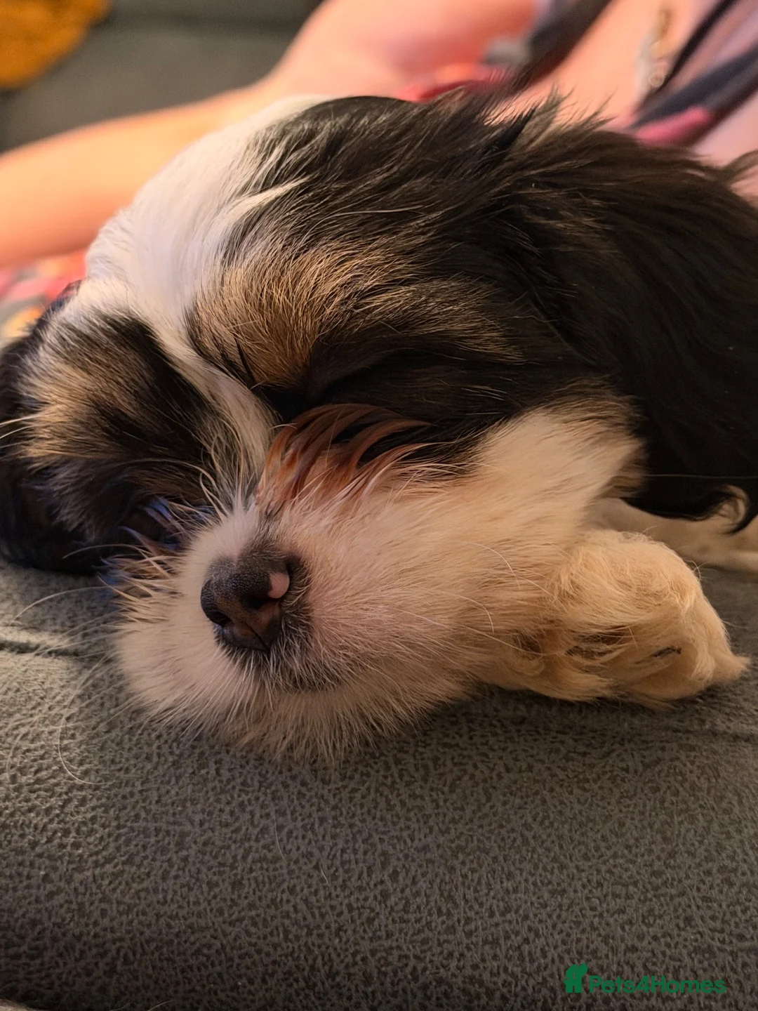 Mixed Breed dogs for sale:     Lhasa Cross Puppies Ready for Forever Homes - Advert 23