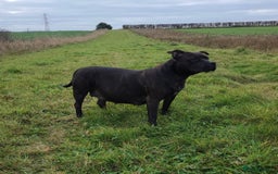 Staffordshire Bull Terrier dogs for sale: Staffy pups looking for their forever homes 🏡  - Image 6