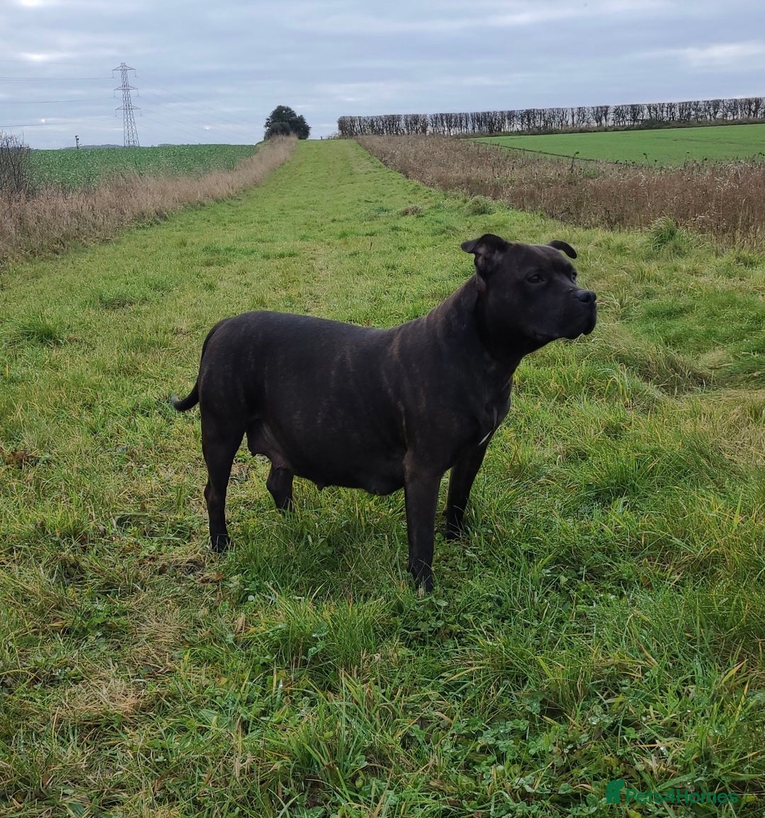 Staffordshire Bull Terrier dogs for sale: Staffy pups looking for their forever homes 🏡  - Image 6