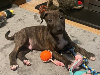 English Bull Terrier dogs English bull terrier pups - Advert 13