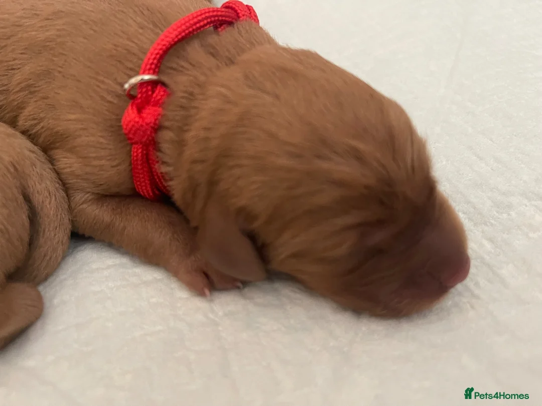 Labrador Retriever dogs for sale: Fox Red KC registered working Labrador puppies  - Advert 12