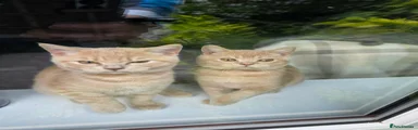 British Shorthair 4