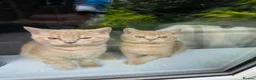 British Shorthair cats for sale: Two male full BSH creamy/lilac with tangerine eyes - Advert 26
