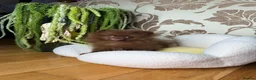 Pomeranian dogs for sale: Chocolate Pomeranian Girl and boys - Advert 20