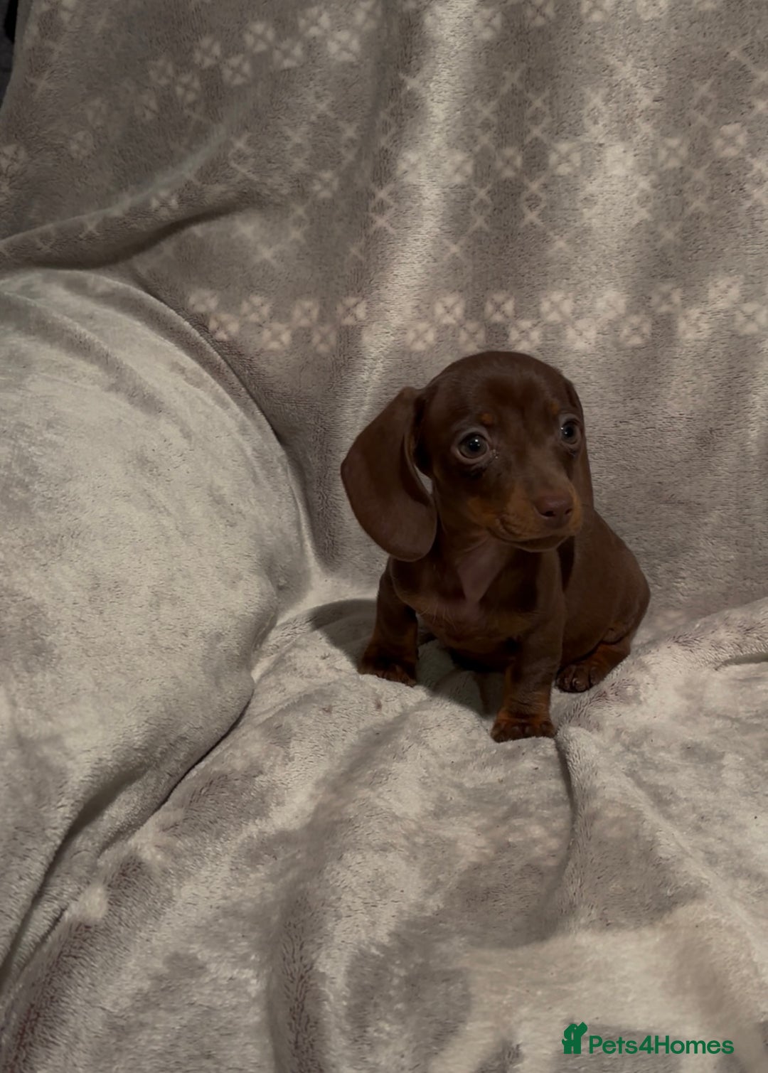 Miniature Dachshund dogs for sale: Miniature Dachshunds  - Advert 3