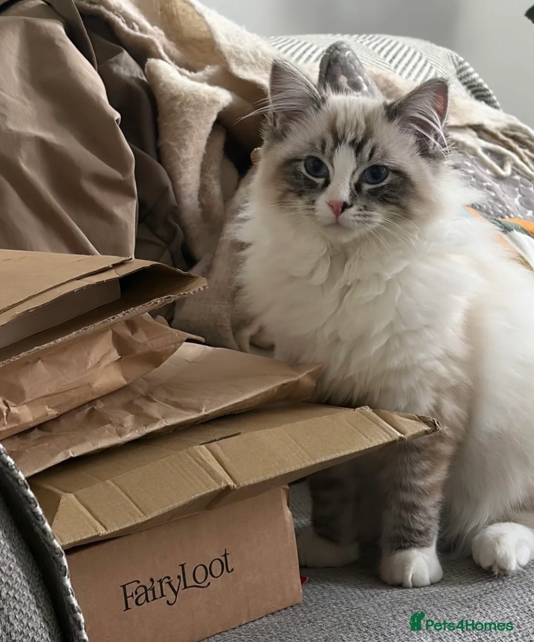 Ragdoll cats for sale: 6 month old male ragdoll  - Advert 6