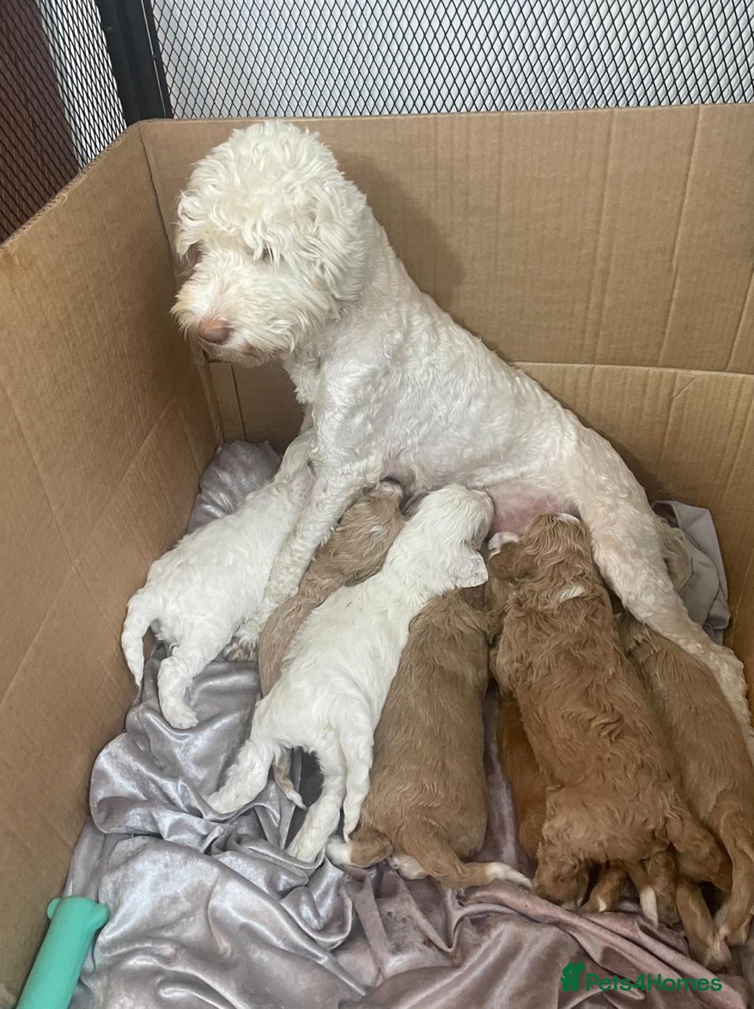 Australian Labradoodle dogs for sale: Australian Labradoodles for Sale - Advert 40