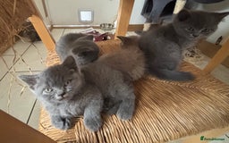 British Shorthair cats for sale: Beautiful British blues and colourpoints  - Image 14