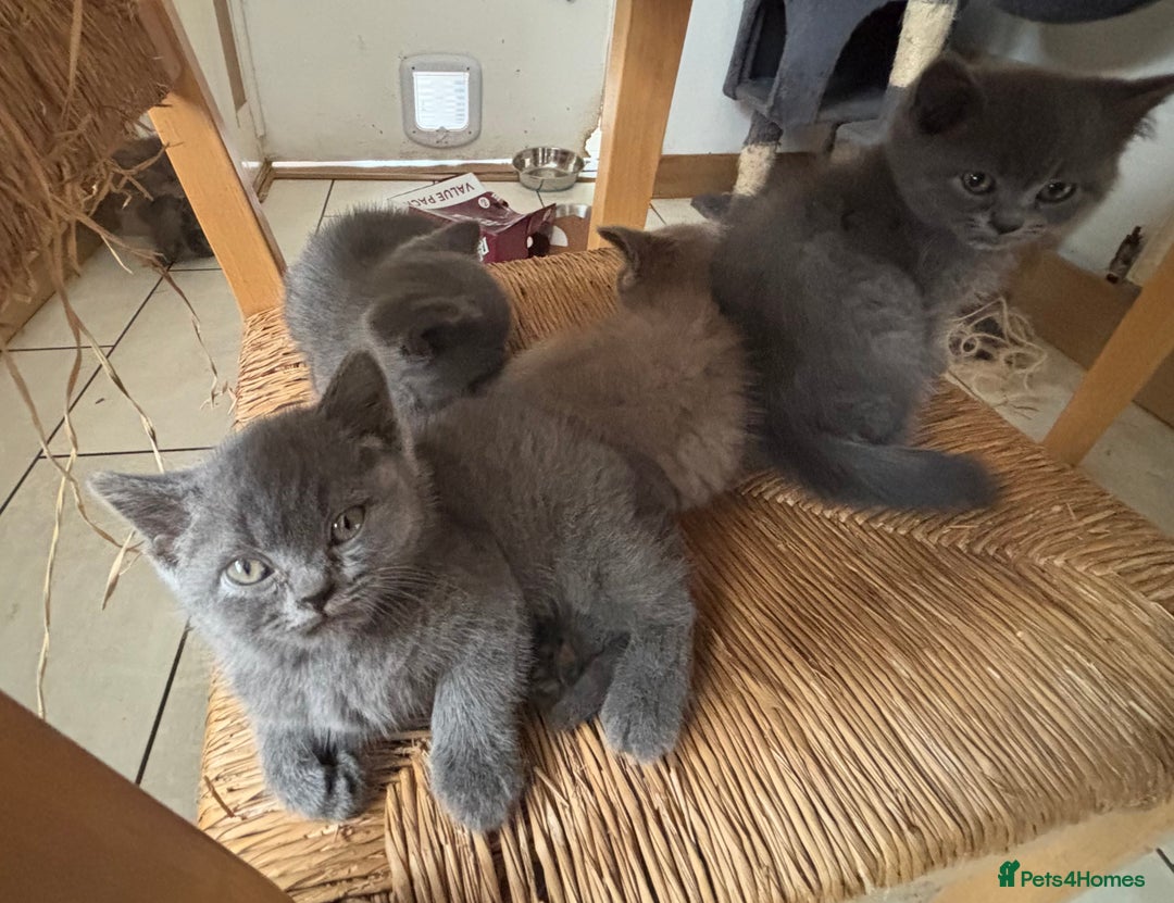 British Shorthair cats for sale: Beautiful British blues and colourpoints  - Image 14