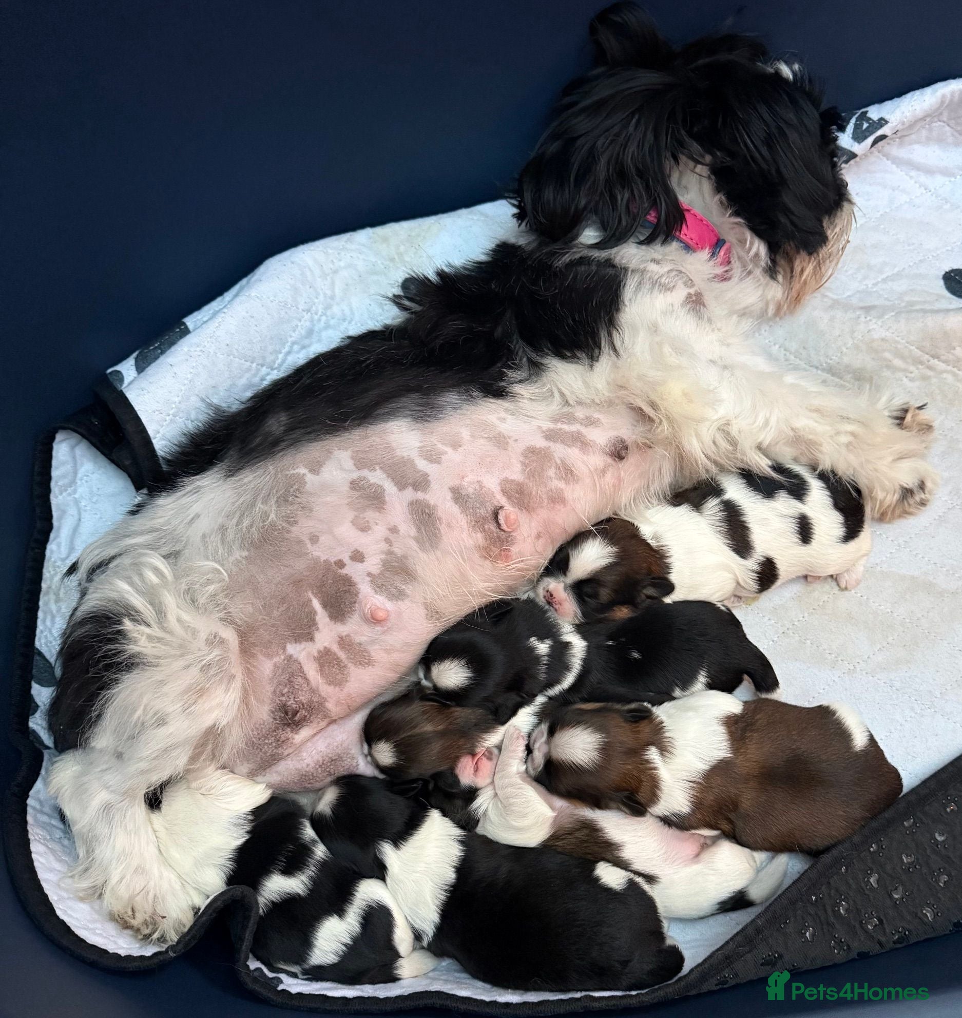 Shih Tzu dogs Wonderful Home - raised Shih Tzu Puppies for sale - Advert 1