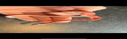 Corn Snake reptiles for sale: Corn snakes WOW AMAZING  - Advert 22