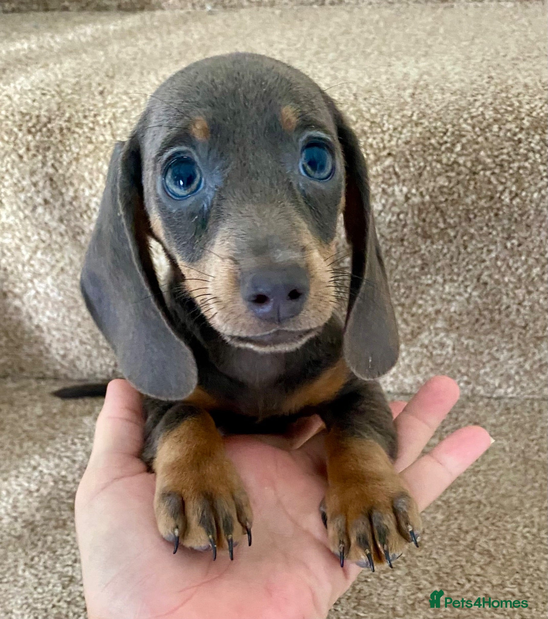 Dachshund dogs ‼️‼️Ready to leave boy and girl ‼️‼️ - Advert 15