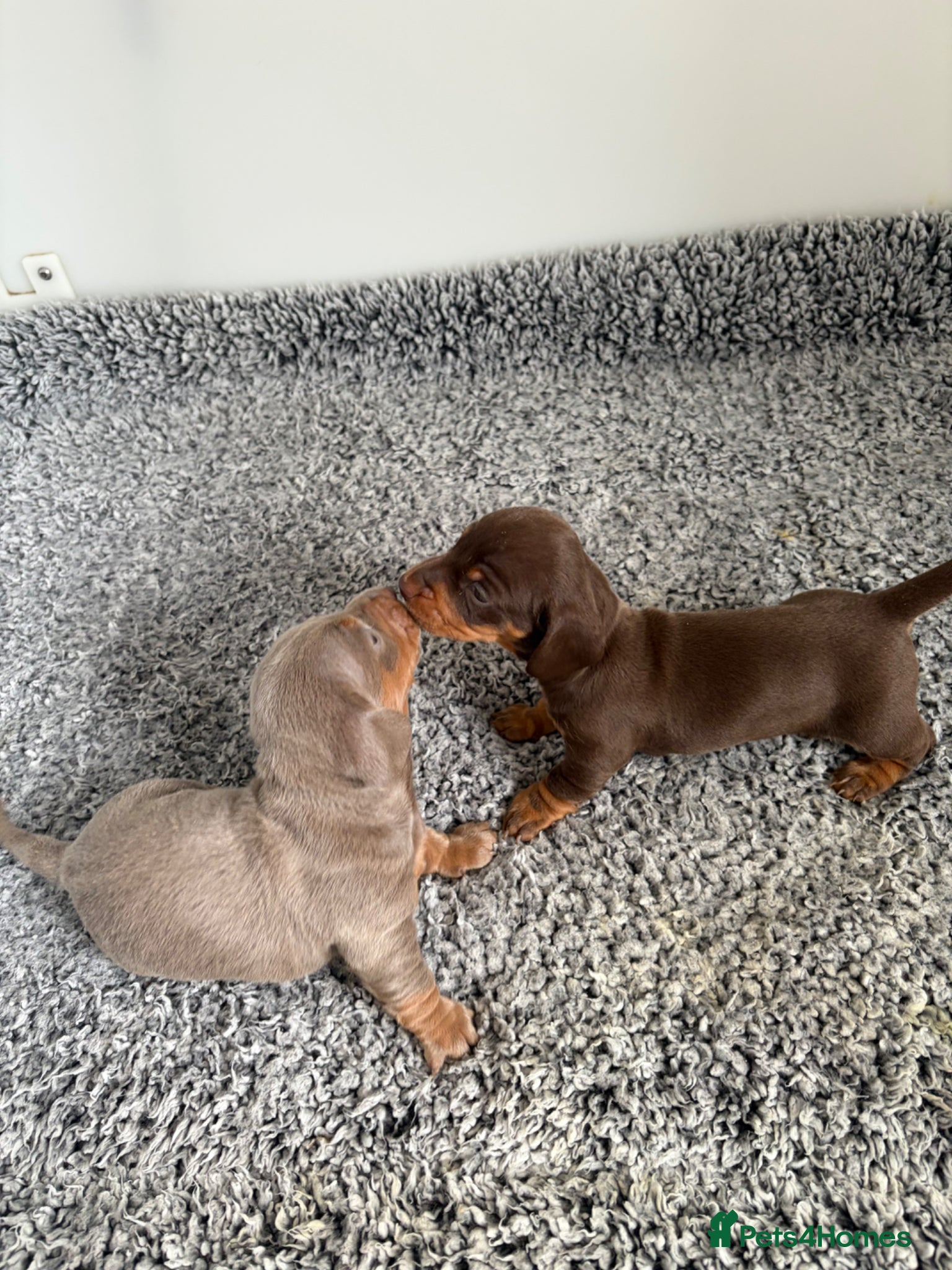 Miniature Dachshund dogs Kc reg True to type minture dachshunds  - Advert 16