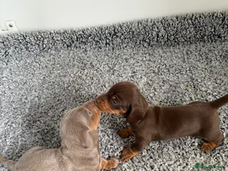 Miniature Dachshund dogs Kc reg True to type minture dachshunds - Advert 16