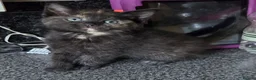 Mixed Breed cats for sale: 2 stunning kittens still available  - Advert 22