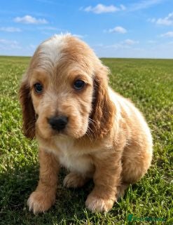Cocker Spaniel dogs Show Type Cocker Spaniels  - Advert 1