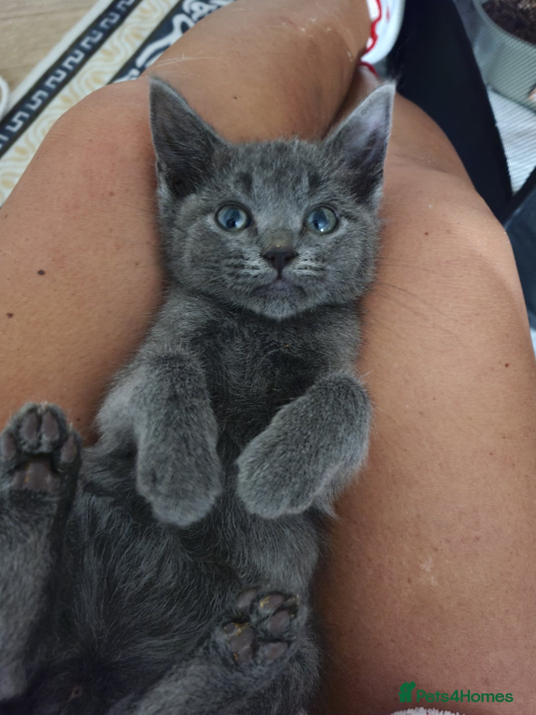 Mixed Breed cats for sale: 4 beautiful kittens  - Advert 17