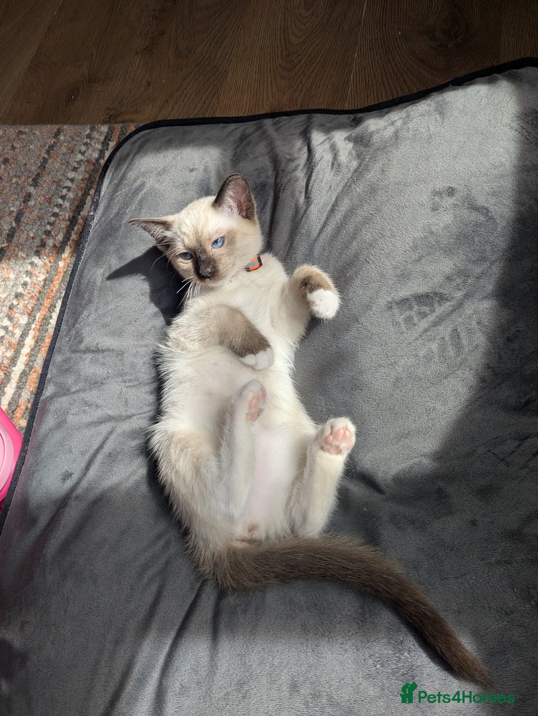 Ragamese cats for sale: 💎 🐾 🧡 Female Ragamese Kitten 🧡 🐾 💎 - Image 8