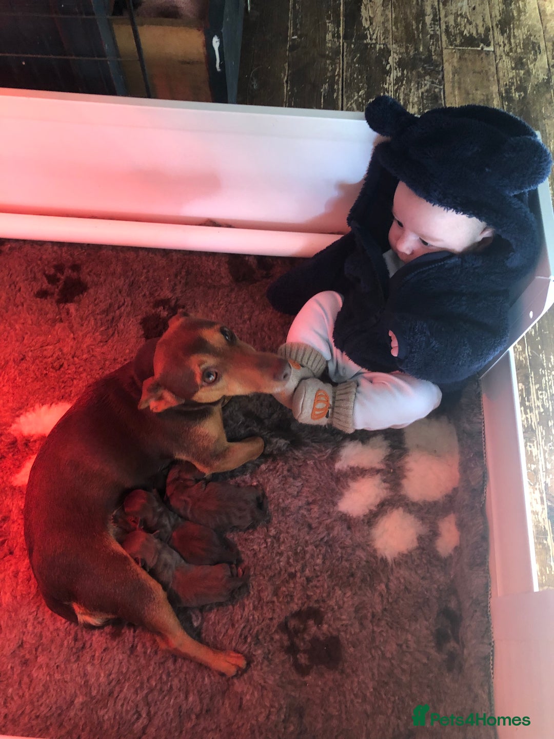 Jack Russell dogs for sale: Stunning chocolate miniature jack russell pups  - Advert 4