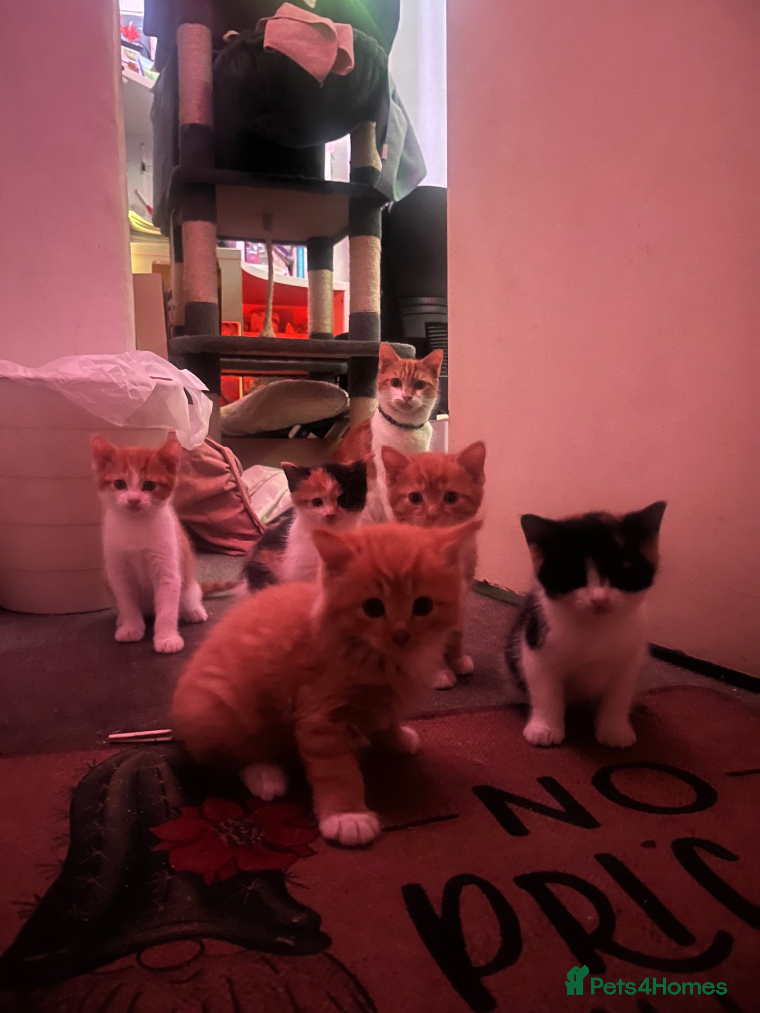 Mixed Breed cats 1/4 Maine Coon Kittens - Advert 20