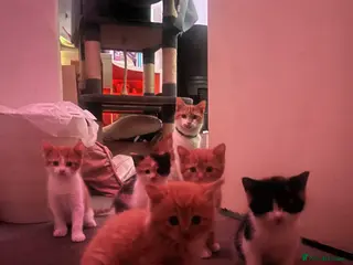 Mixed Breed cats 1/4 Maine Coon Kittens - Advert 1