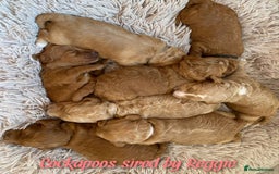 Toy Poodle dogs for stud: Proven Red Toy Poodle Stud Dog  in Mexborough - Image 5