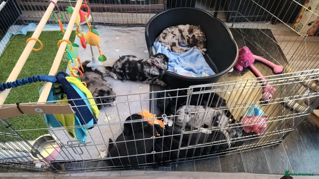 Mixed Breed dogs for sale: ☀️🌙Waiting list open🌙☀️ - Advert 8