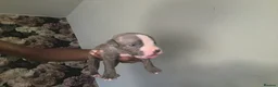 Mixed Breed dogs for sale: Staffy mix Puppies  - Advert 13