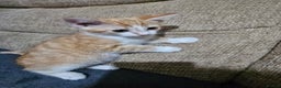 Mixed Breed cats for sale: Beautiful kittens available for sale - Advert 22