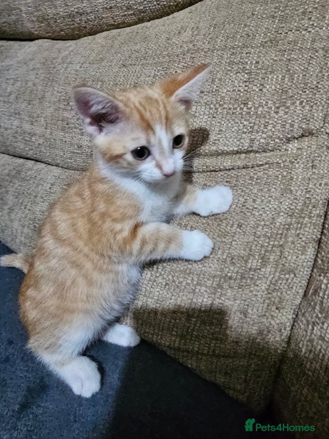 Mixed Breed cats for sale: Beautiful kittens available for sale - Advert 22