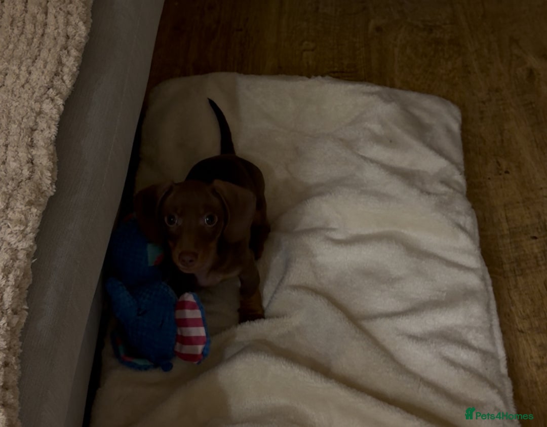 Miniature Dachshund dogs for sale: Rehome of Oliver - Advert 2