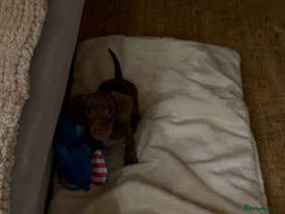 Miniature Dachshund dogs Rehome of Oliver - Advert 1